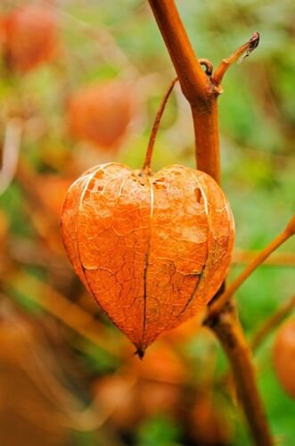 Jammas5 50 PERUVIAN GROUND CHERRY Physalis Peruviana Cape Gooseberry Fruit Veggie Seeds