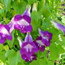 Jammas5 10 MIXED DRAGONSNAP VINE Asarina Scandens Climbing Snapdragon Flower Seeds +Gift