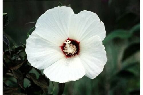 Jammas5 25 LUNA WHITE HARDY HIBISCUS Moscheutos Flower Small Bush Seeds +Gift & Comb S/H