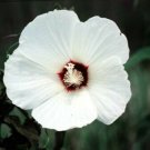 Jammas5 25 LUNA WHITE HARDY HIBISCUS Moscheutos Flower Small Bush Seeds +Gift & Comb S/H