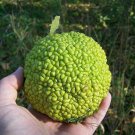 Jammas5 10 HEDGE APPLE Osage Orange Horse Apple Monkey Ball Maclura Pomifera Tree SEEDS