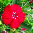 Jammas5 100 RED CARDINAL DIANTHUS Caryophyllaceae Flower Seeds + Gift & Comb S/H