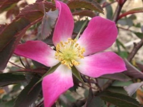 Jammas5 10 RED LEAF ROSE Rosa Rubrifolia Pink & White Flower Seeds + Gift & Comb S/H