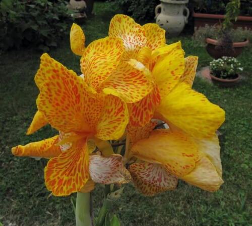 Jammas5 5 YELLOW CANNA LILY Indian Shot Canna Indica Flower Seeds + Gift & Comb S/H