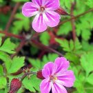 Jammas5 30 Herb ROBERT GERANIUM Robertianum Cranesbill Pink Shade Flower Seeds *FlatShip