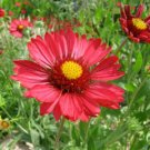 Jammas5 50 BURGUNDY GAILLARDIA Red Indian Blanket Flower Seeds *Comb S/H