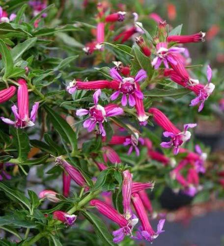 Jammas5 10 ROSE CIGAR PLANT Mexican Firecracker Cuphea Ignea Coan Flower Seeds *Comb S/H