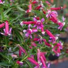 Jammas5 10 ROSE CIGAR PLANT Mexican Firecracker Cuphea Ignea Coan Flower Seeds *Comb S/H