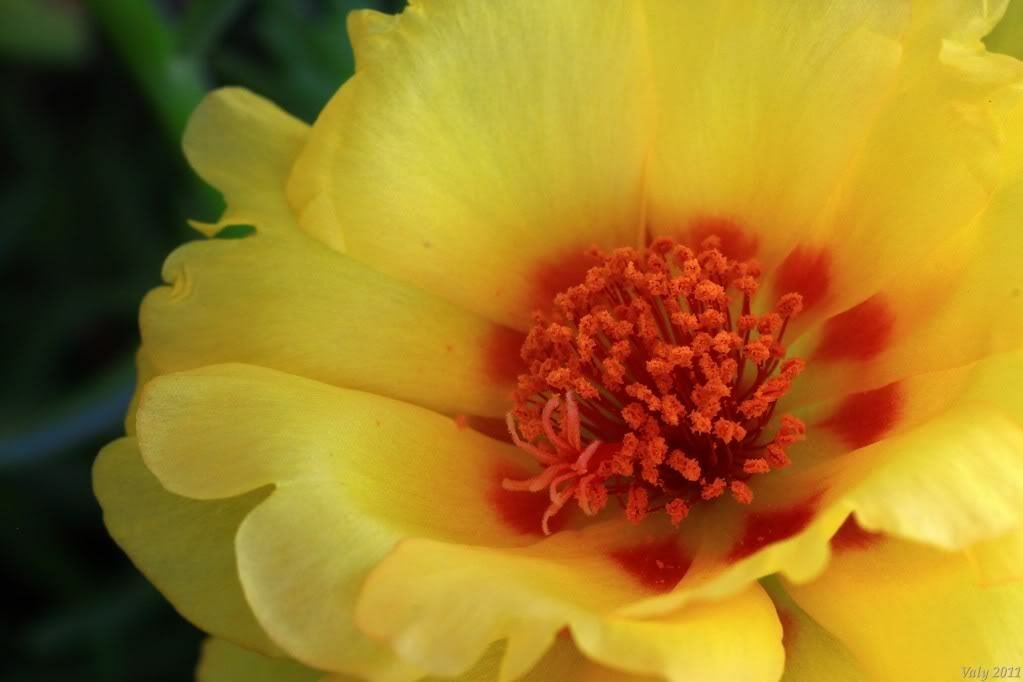 Jammas5 100 YELLOW PORTULACA Grandiflora / MOSS ROSE Gold Flower Seeds *Comb S/H