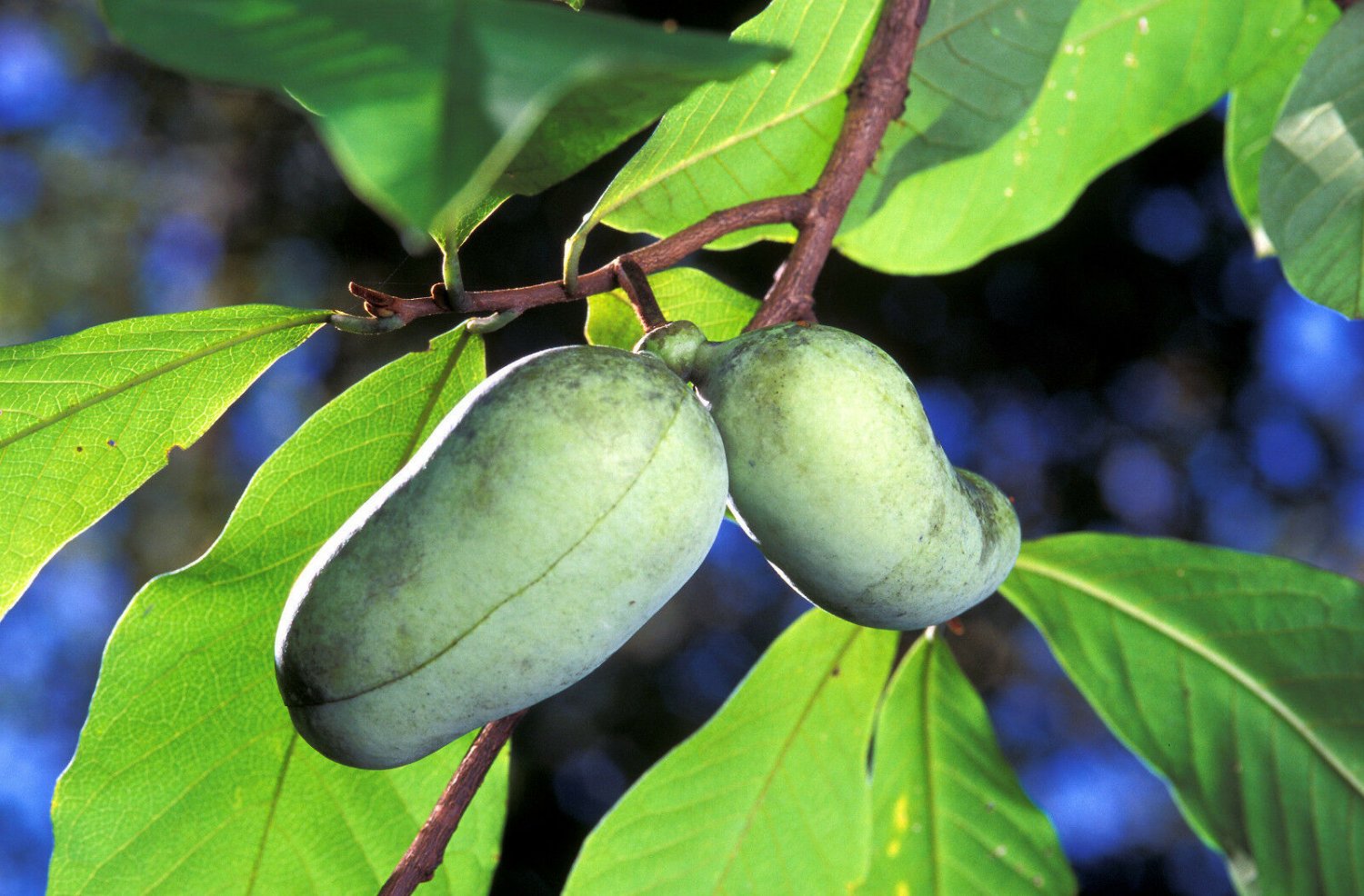 Jammas5 5 PAW PAW FRUIT TREE Indian Banana Asimina Triloba Flower Seeds *Comb S/H + Gift