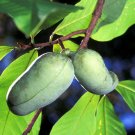 Jammas5 5 PAW PAW FRUIT TREE Indian Banana Asimina Triloba Flower Seeds *Comb S/H + Gift