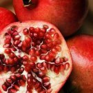Jammas5 25 POMEGRANATE FRUIT TREE Punica Granatum Red Seeds *Comb S/H + Free Gift