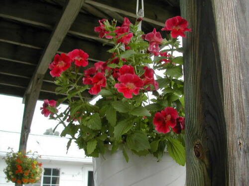 Jammas5 100 Twinkle RED MONKEY FLOWER Mimulus Seeds + Gift & Comb S/H