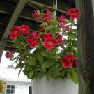 Jammas5 100 Twinkle RED MONKEY FLOWER Mimulus Seeds + Gift & Comb S/H
