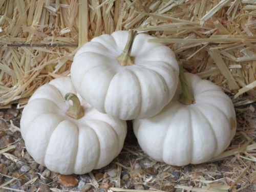 Jammas5 15 WHITE BABY BOO MINI PUMPKIN Miniature Cucurbita Pepo Vegetable SEEDS Comb S/H