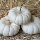 Jammas5 15 WHITE BABY BOO MINI PUMPKIN Miniature Cucurbita Pepo Vegetable SEEDS Comb S/H