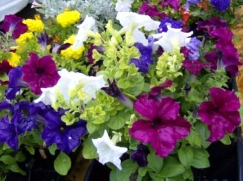 Jammas5 250 MIXED COLORS PETUNIA Flower Seeds + Free Gift & Comb S/H
