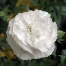 Jammas5 50 WHITE CARNATION Caryophyllus Grenadin Flower Seeds + Gift & Comb S/H