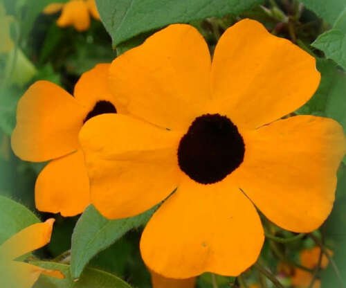 Jammas5 30 BLACK EYED SUSAN VINE Thunbergia Alata Flower Seeds + Gift & Comb S/H