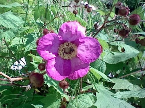 Jammas5 20 PURPLE FLOWERING RASPBERRY Thornless Edible Rubus Odoratus Fruit Berry Seeds
