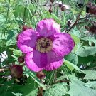 Jammas5 20 PURPLE FLOWERING RASPBERRY Thornless Edible Rubus Odoratus Fruit Berry Seeds