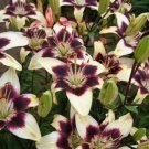 Jammas5 5 NEPAL LILY Green & Maroon Lilium Nepalense Fragrant Flower Seeds *CombinedShip