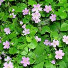 Jammas5 20 SIBERIAN SPRING BEAUTY Pink Purslane Claytonia Sibirica Candy Flower Seeds