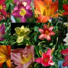 Jammas5 10 MIXED COLORS DAYLILY Hemerocallis Day Lily Fine Mix Red Purple Flower Seeds