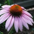 Jammas5 1000 PURPLE CONEFLOWER Echinacea Purpurea Flower Seeds + Gift & Comb S/H