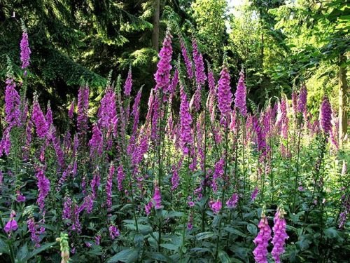 Jammas5 1000 FOXGLOVE EXCELSIOR MIX Digitalis Purpurea Flower Seeds + Gift & Comb S/H