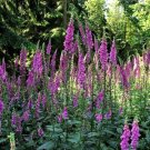 Jammas5 1000 FOXGLOVE EXCELSIOR MIX Digitalis Purpurea Flower Seeds + Gift & Comb S/H
