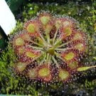 Jammas5 10 SUNDEW Drosera CARNIVOROUS Flower Seeds * Combined S/H * Free Gift