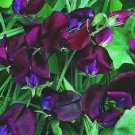 Jammas5 10 BLACK KNIGHT SWEET PEA Lathyrus Odoratus Vine Flower Seeds + Gift & Comb S/H