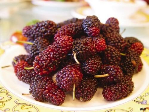 Jammas5 15 MULBERRY Tree Bush Fruit Morus Rubra Seeds + Gift & Comb S/H