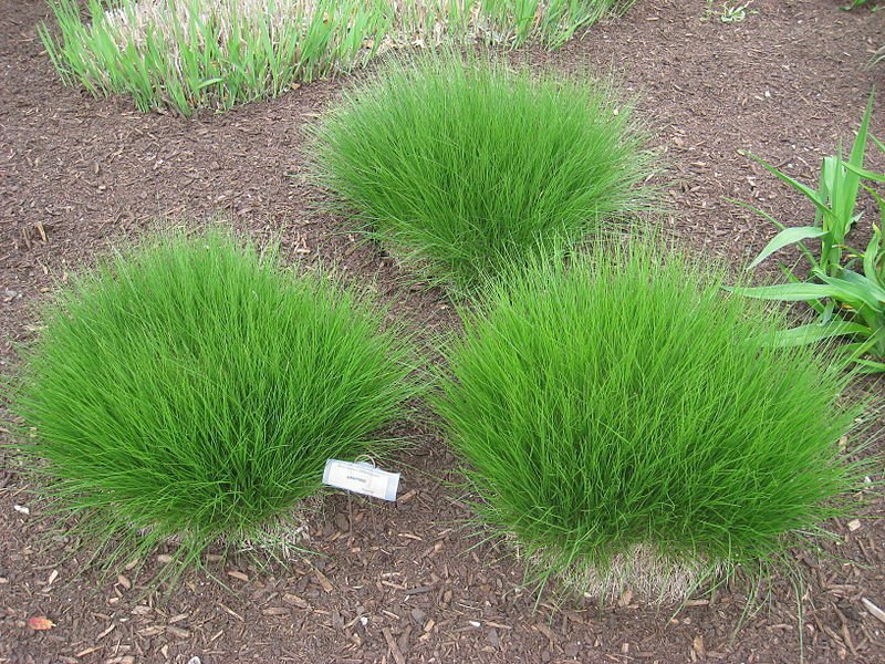 Jammas5 200 PRAIRIE DROPSEED Ornamental Native Grass Sporobolus Heterolepis Seeds + Gift