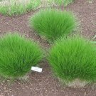 Jammas5 200 PRAIRIE DROPSEED Ornamental Native Grass Sporobolus Heterolepis Seeds + Gift
