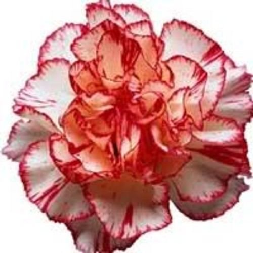 Jammas5 50 Avranchin RED & WHITE CARNATION Dianthus Caryophyllus Chabaud Flower Seeds