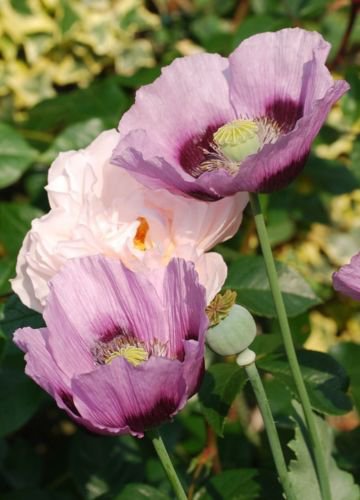 Jammas5 1000 SINGLE LILAC POPPY Papaver Purple Heirloom Flower Seeds + Gift