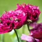 Jammas5 250 PURPLE PEONY POPPY Papaver Paeoniflorum Huge Double Flower Seeds *Flat Ship