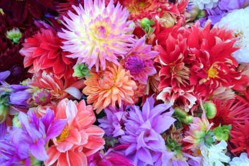 Jammas5 20 Dwarf Mixed Colors REDSKIN DAHLIA Variabilis Red Skin Bicolor Flower Seeds