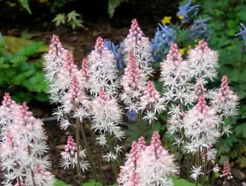 Jammas5 20 HEARTLEAF FOAMFLOWER White & Pink Tiarella Wherryi Coolwort Flower Seeds