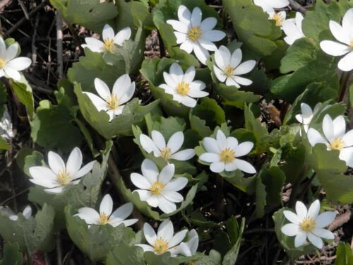 Jammas5 10 White BLOODROOT Sanguinaria Canadensis Shade Ground Cover Flower Seeds + Gift