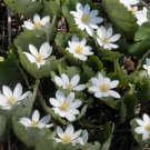 Jammas5 10 White BLOODROOT Sanguinaria Canadensis Shade Ground Cover Flower Seeds + Gift