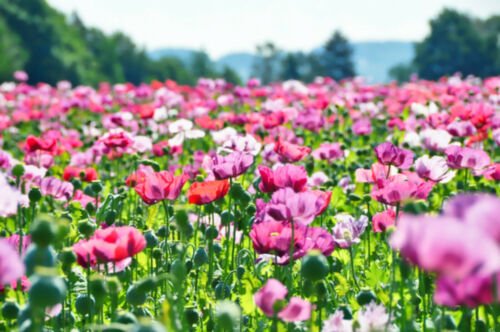 Jammas5 250 AFGHAN POPPY Mixed Colors Papaver Pink Purple White Flower Seeds *Flat Ship