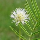 Jammas5 100 ILLINOIS BUNDLEFLOWER Prairie Mimosa Desmanthus Illinoensis Flower Seeds