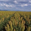 Jammas5 50 Organic MENNONITE SORGHUM Sorghum Bicolor Syrup Flour Seeds *Flat Shipping