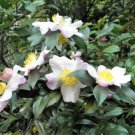 Jammas5 5 TEA PLANT Black & Green Drinking Tea Camellia Sinensis Tree Shrub Flower Seeds