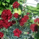 Jammas5 50 BLACK CARNATION King of Blacks Dianthus Caryophyllus Grenadin Flower Seeds