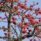 Jammas5 10 RED SILK COTTON TREE Bombax Ceiba Kapok Tropical Flower Seeds *Flat Shipping