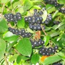 Jammas5 50 BLACK CHOKEBERRY Aronia Melanocarpa White Flower Shrub Seeds